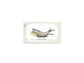 José Gourmet Sardines in Azores Butter
